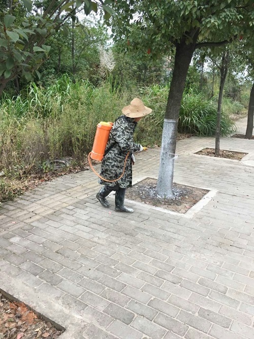兴国县城管局园林路灯所开展树木冬季养护工作 1