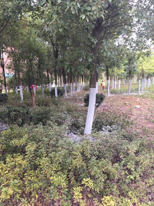 兴国县城管局园林路灯所开展树木冬季养护工作 2